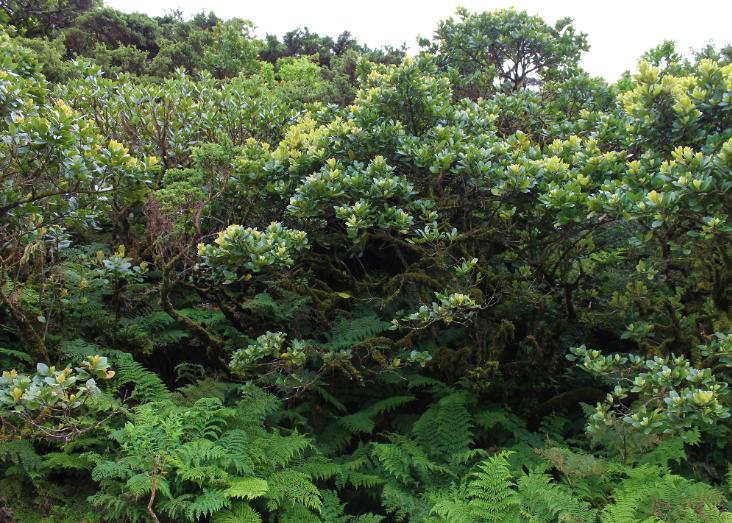 O que une também pode separar: o caso da flora dos Açores, Madeira, Canárias e Cabo Verde