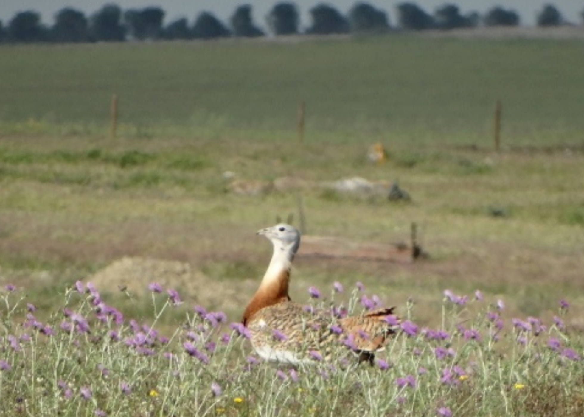 Estudo revela perda de habitat crítico para a conservação de aves ameaçadas em áreas protegidas da Península Ibérica