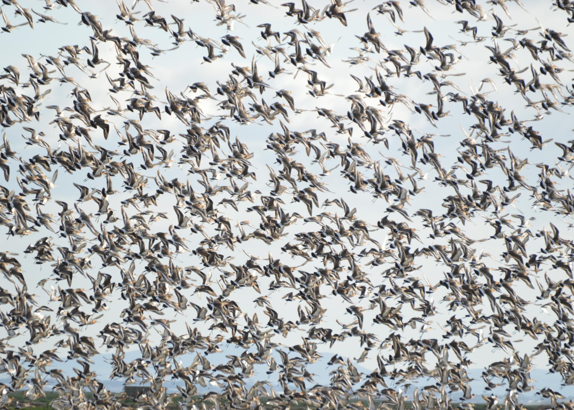 Embaixadora da biodiversidade: ave migratória conecta mais de mil zonas húmidas de 46 países na Europa e África