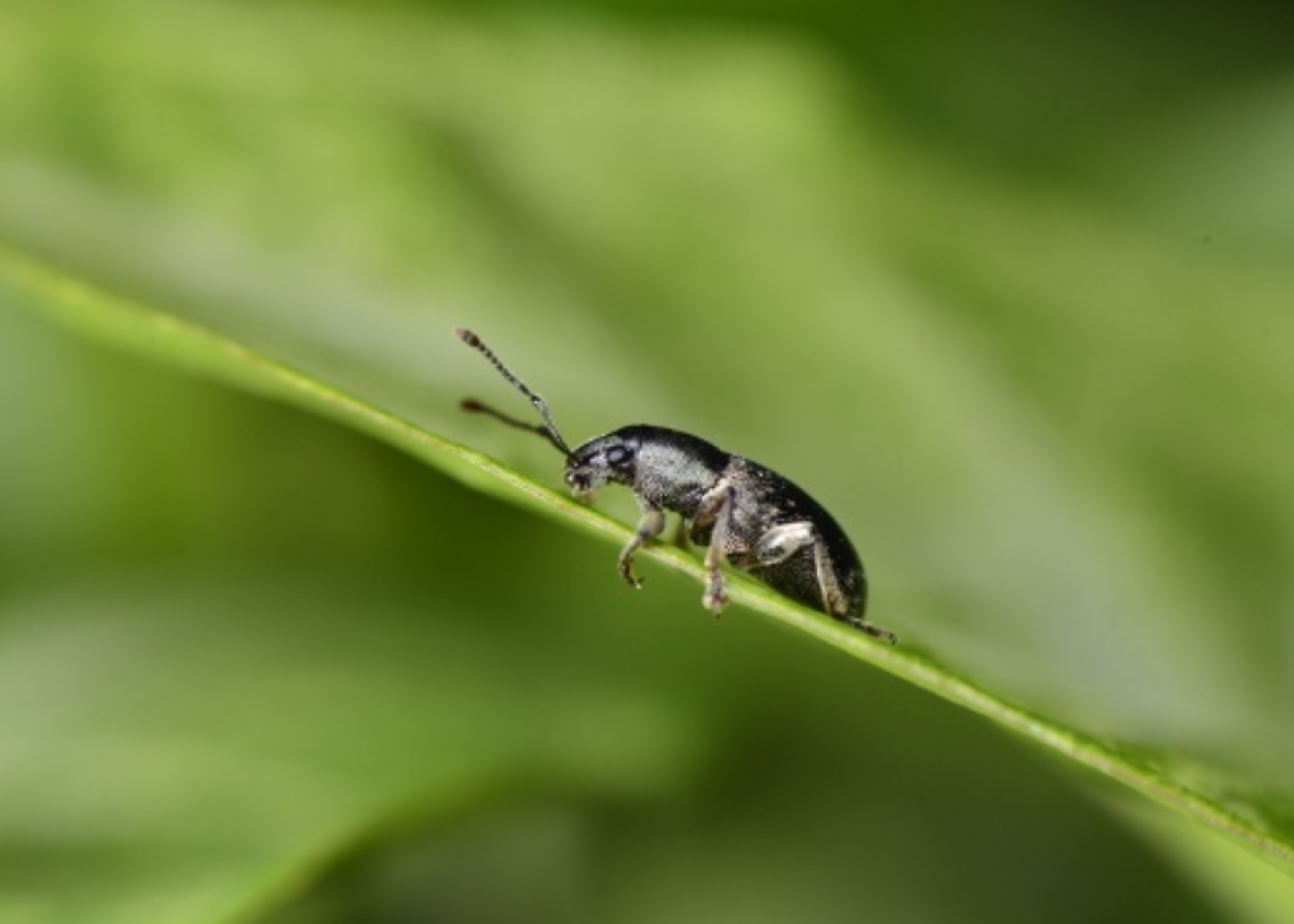 Cientistas propõem roteiro global com medidas para mitigar declínio da abundância de insetos