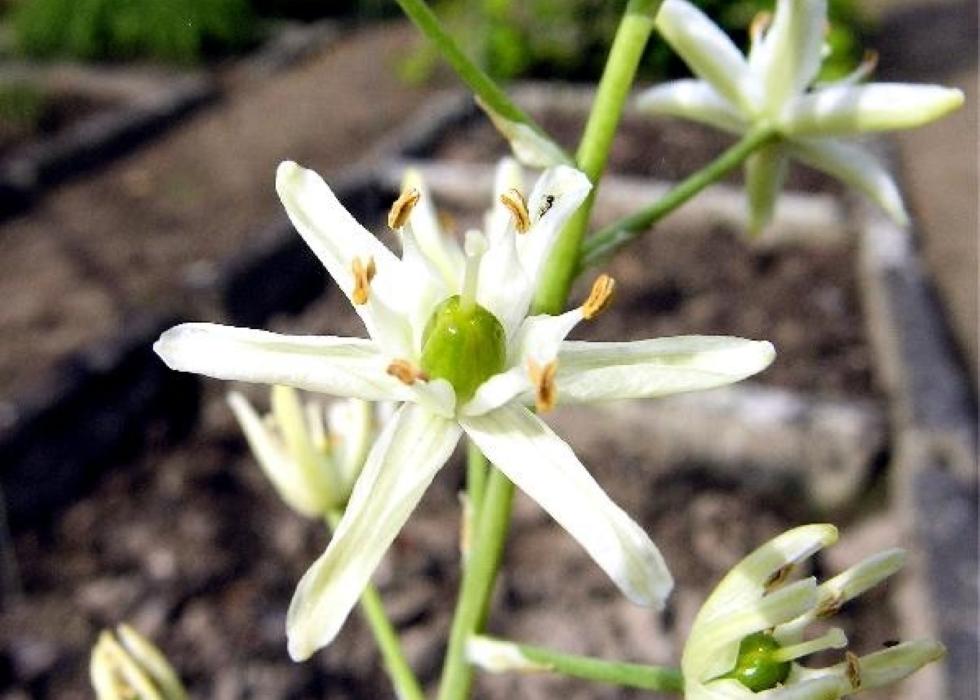 Redescobertas 17 espécies de plantas antes consideradas extintas