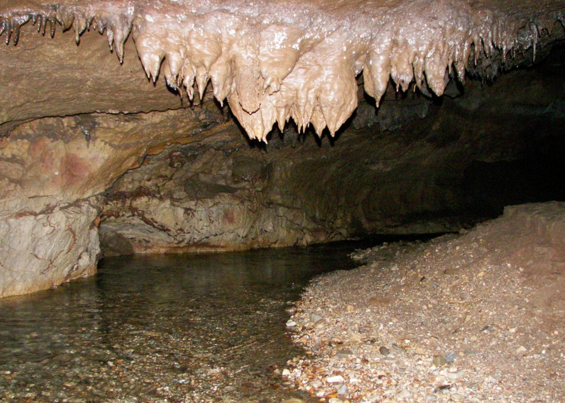 Animal Cavernícola de 2021 é o escaravelho predador cavernícola aquático português