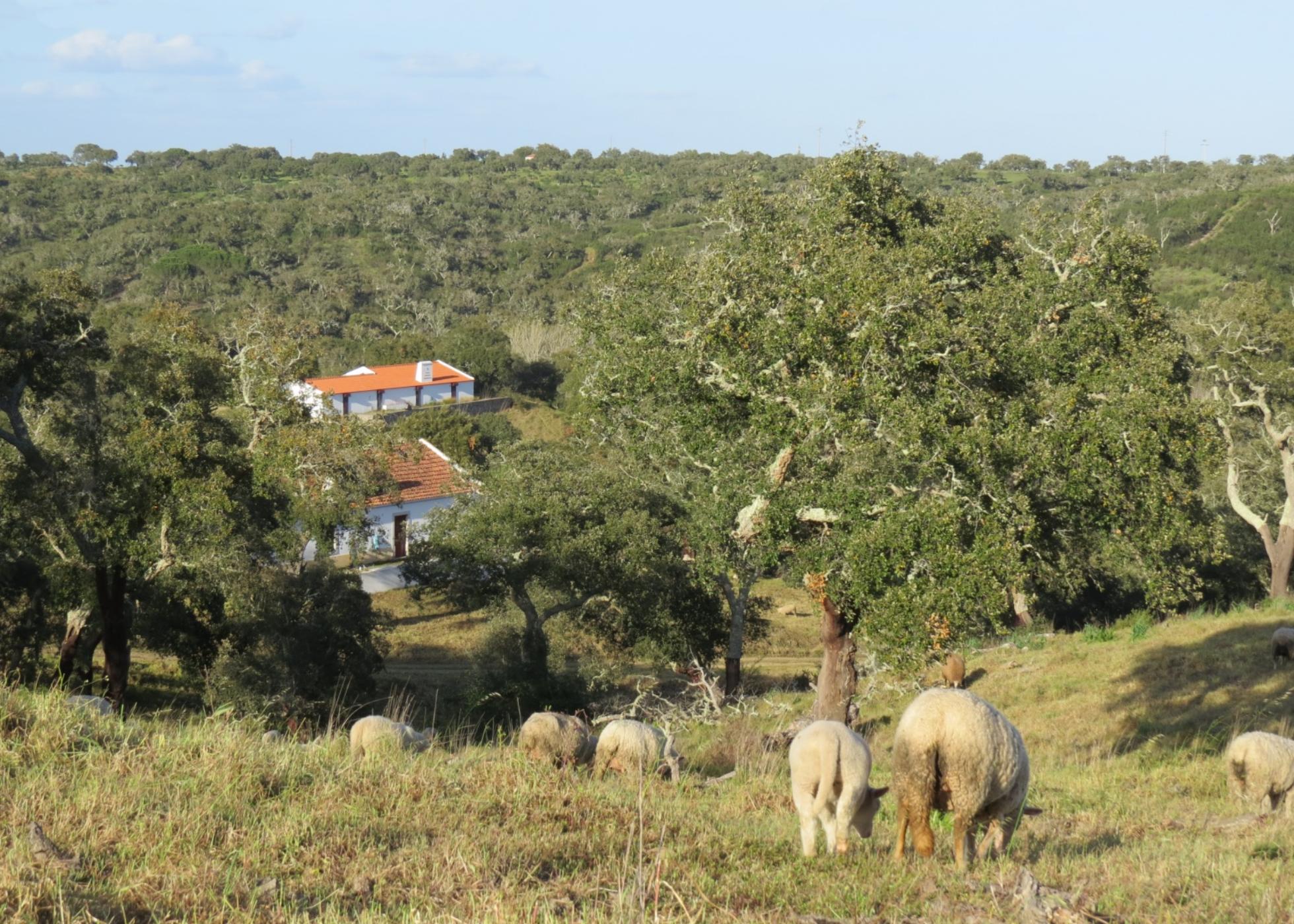 Políticas públicas para o ambiente em debate em Grândola, no Dia Mundial do Ambiente