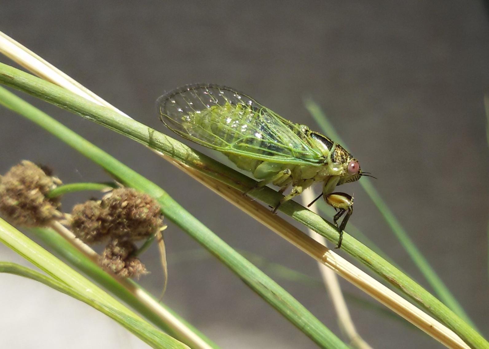 Ajude os cientistas a descobrir algumas das cigarras menos conhecidas de Portugal