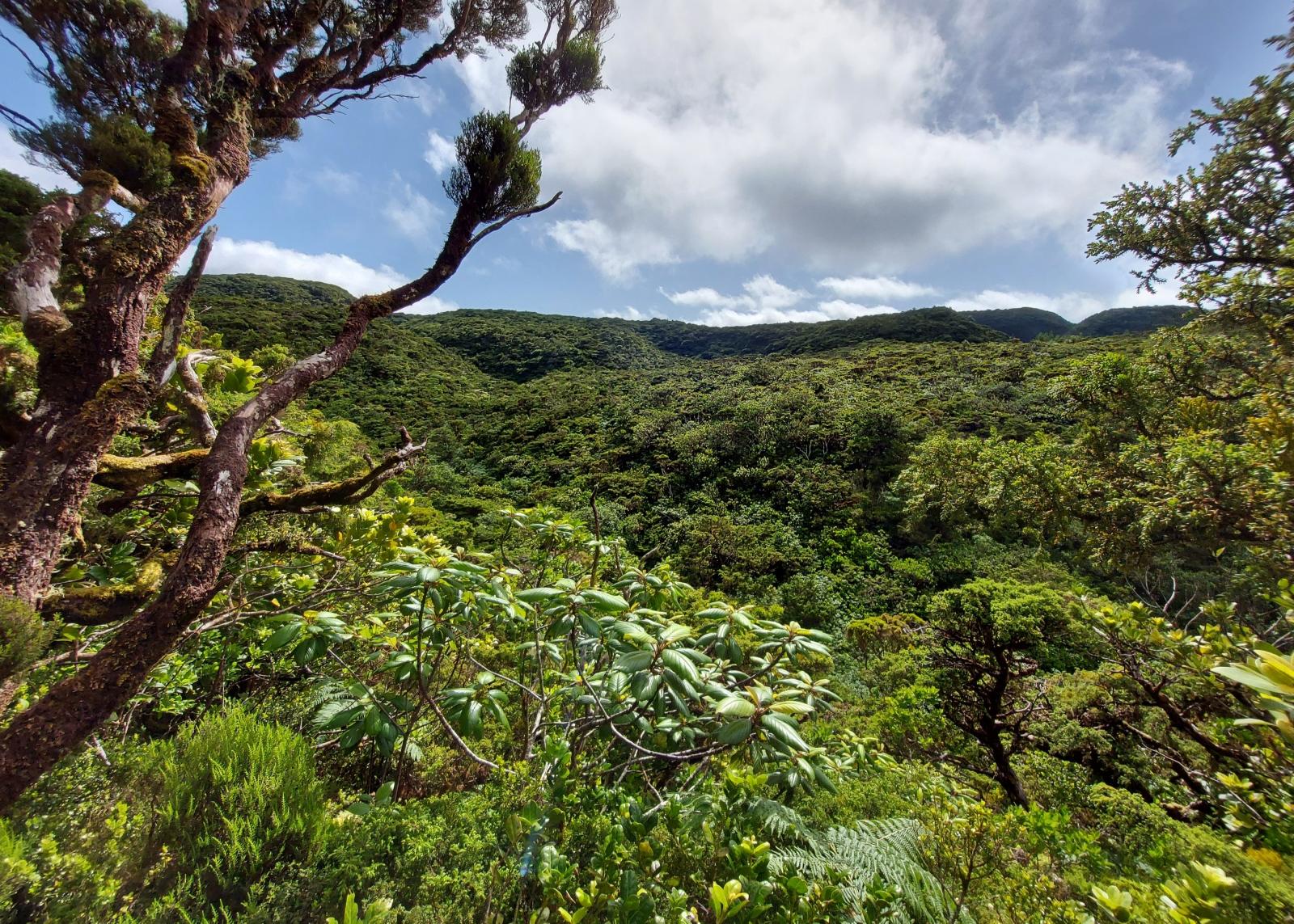 Existem evidências inequívocas da existência de alterações antropogénicas de larga escala nos Açores antes da chegada dos portugueses?