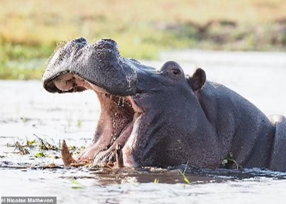 Os hipopótamos conseguem reconhecer as vozes dos seus “amigos”