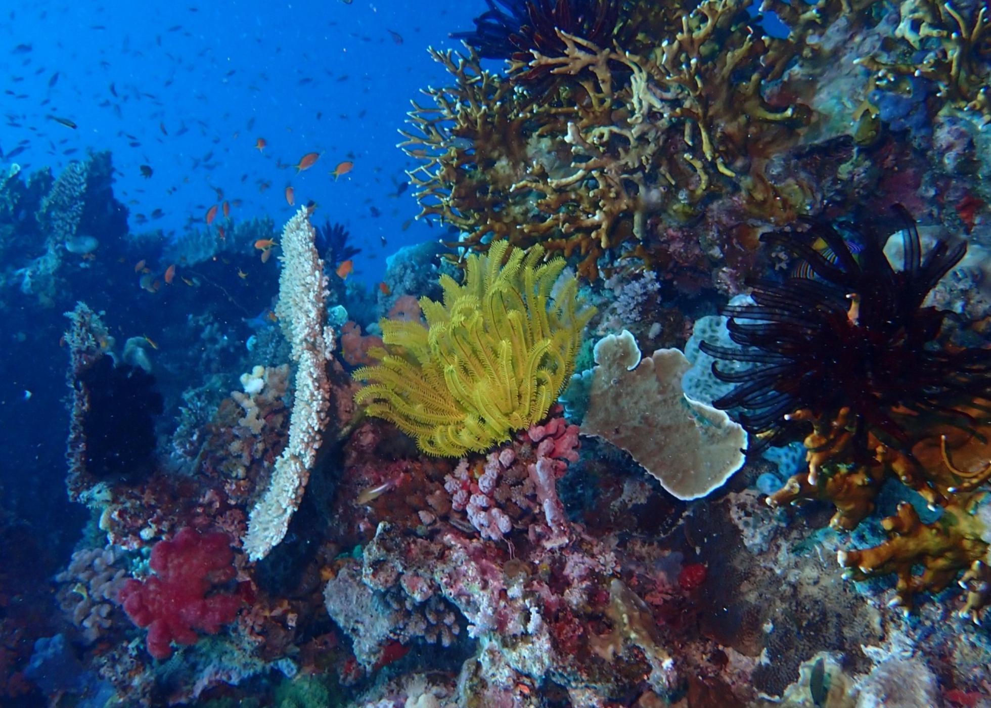 Investigadores preveem quais serão os principais impactos na biodiversidade oceânica, na próxima década