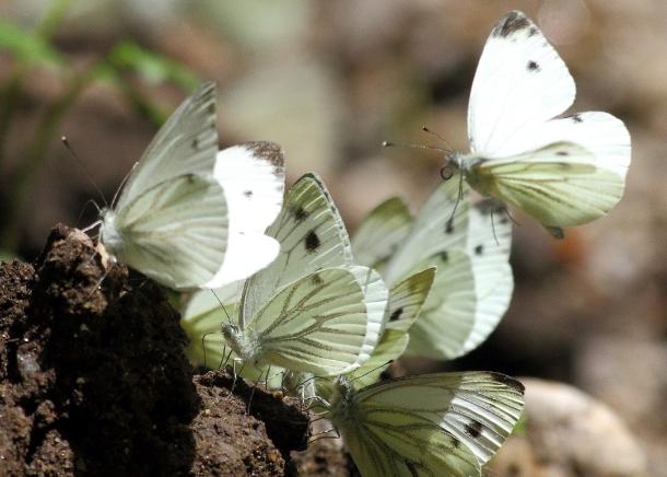 Contadores de borboletas fazem balanço de quatro anos de Censos de Borboletas em Portugal