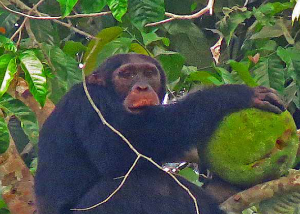 Plantas usadas por Chimpanzés e Humanos no Cantanhez, Guiné-Bissau