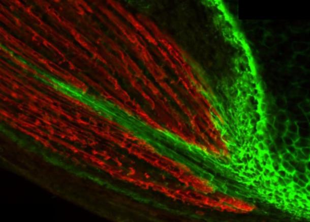 Extracellular Matrix in Development and Disease