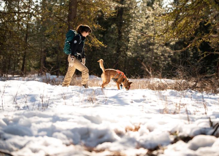 The Role of Conservation Detection Dogs in Ecological Monitoring and Species Conservation: A Catalyst for Advancing Biodiversity Protection