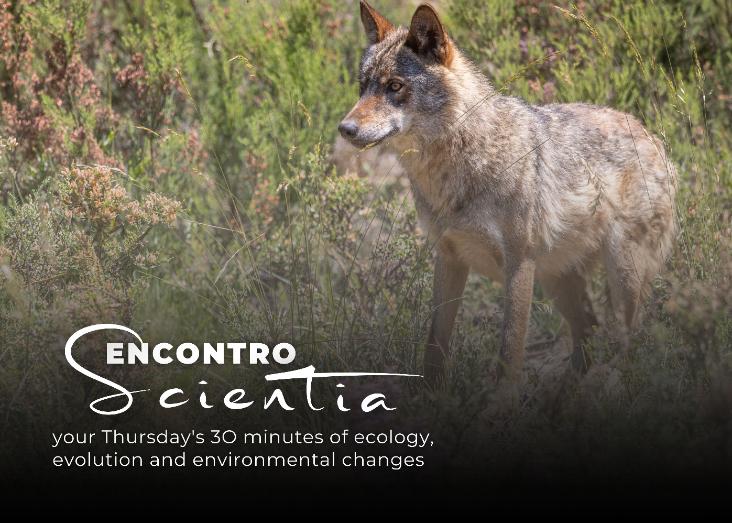 Non-invasive genetics as a useful tool for impact assessment: a case study of the Iberian wolf in Northern Portugal