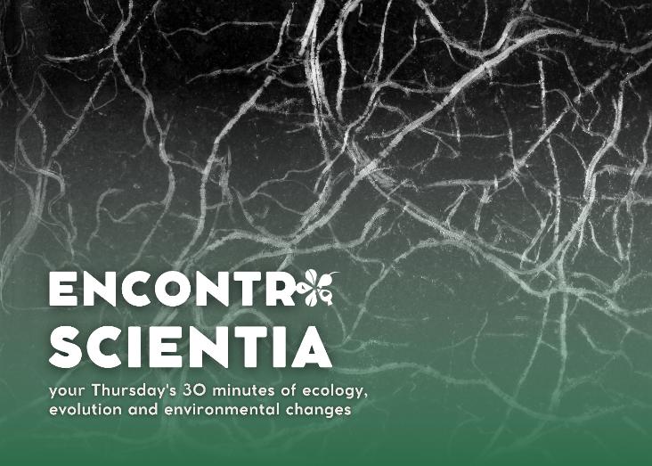 Using mycorrhizal fungi as indicators of ecosystem functioning and environmental changes in drylands