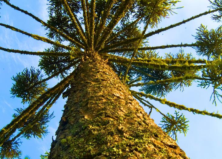 Ecological restoration of the Araucaria Mixed Forest in Brazil: challenges in recovering a critically endangered ecosystem