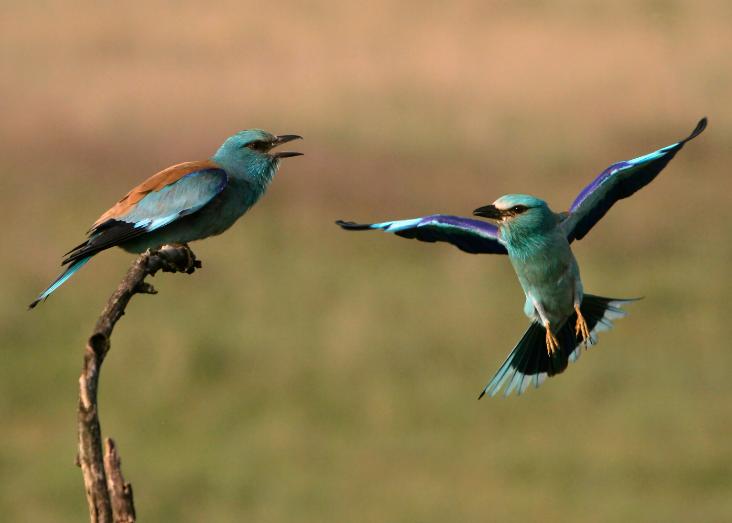 Evidence-based conservation of the European Roller in Portugal: challenges and opportunities to save a species from the brink of extinction Evidence-based conservation of the European Roller in Portugal: challenges and opportunities to save a species from the brink of extinction