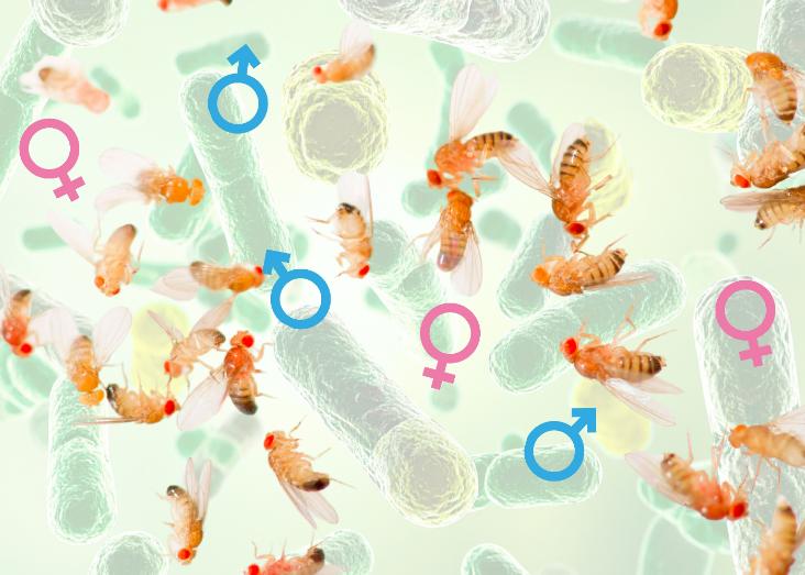 Infectious disease in a sexual world Infectious disease in a sexual world
