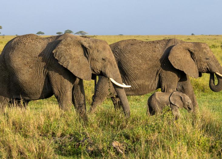 Demographic recovery speed can impact genetic diversity for savanna elephant populations Demographic recovery speed can impact genetic diversity for savanna elephant populations