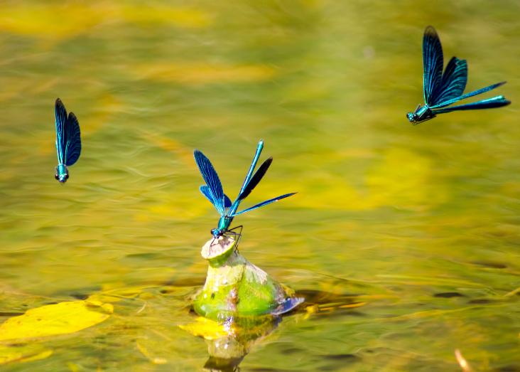 Macroinvertebrates as ecological indicators of freshwaters functioning and its drivers through Europe Macroinvertebrates as ecological indicators of freshwaters functioning and its drivers through Europe