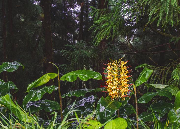 Invasive Plants – What makes them invasive and what to do with them? Invasive Plants – What makes them invasive and what to do with them?