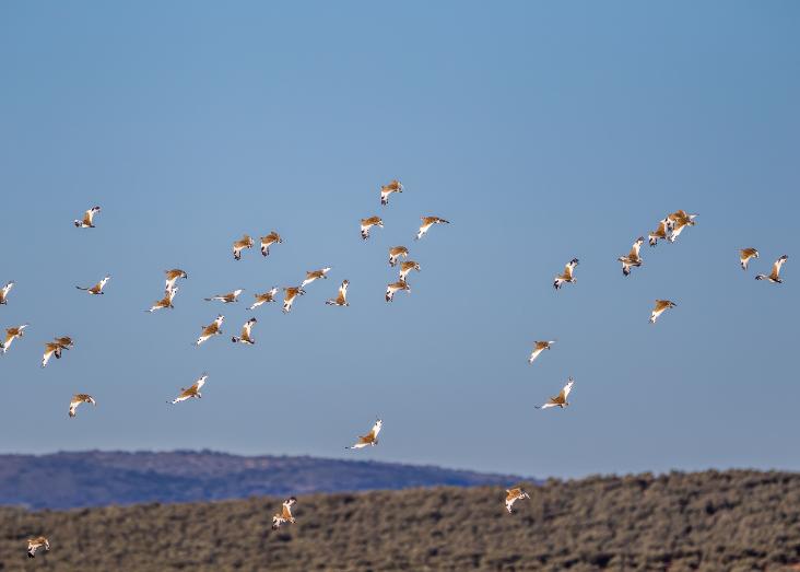 Individual variation in migration patterns of Iberian little bustards Individual variation in migration patterns of Iberian little bustards