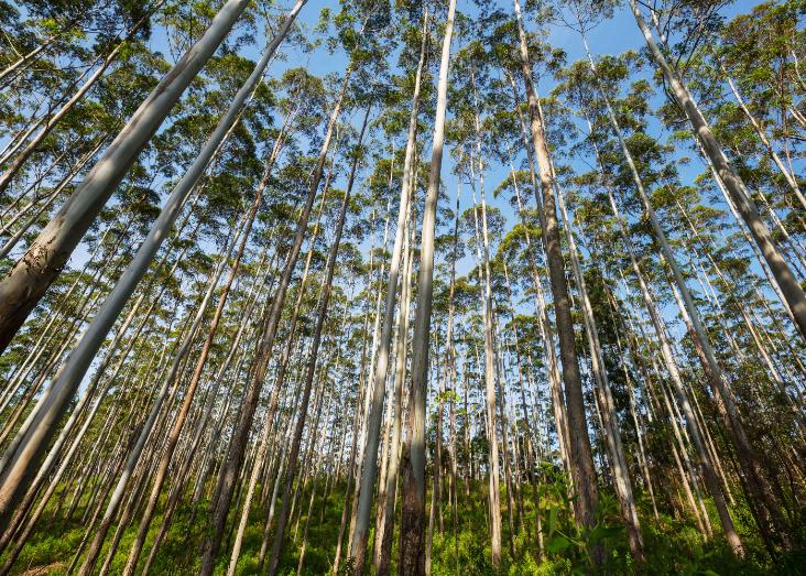 Can Forest Certification be a tool to preserve vertebrates' biodiversity in Eucalyptus plantations?