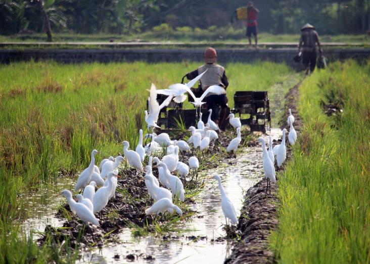 Rice fields as alternative habitats for waterbirds: ecological equivalence and mutual cost-benefits for birds and rice growers