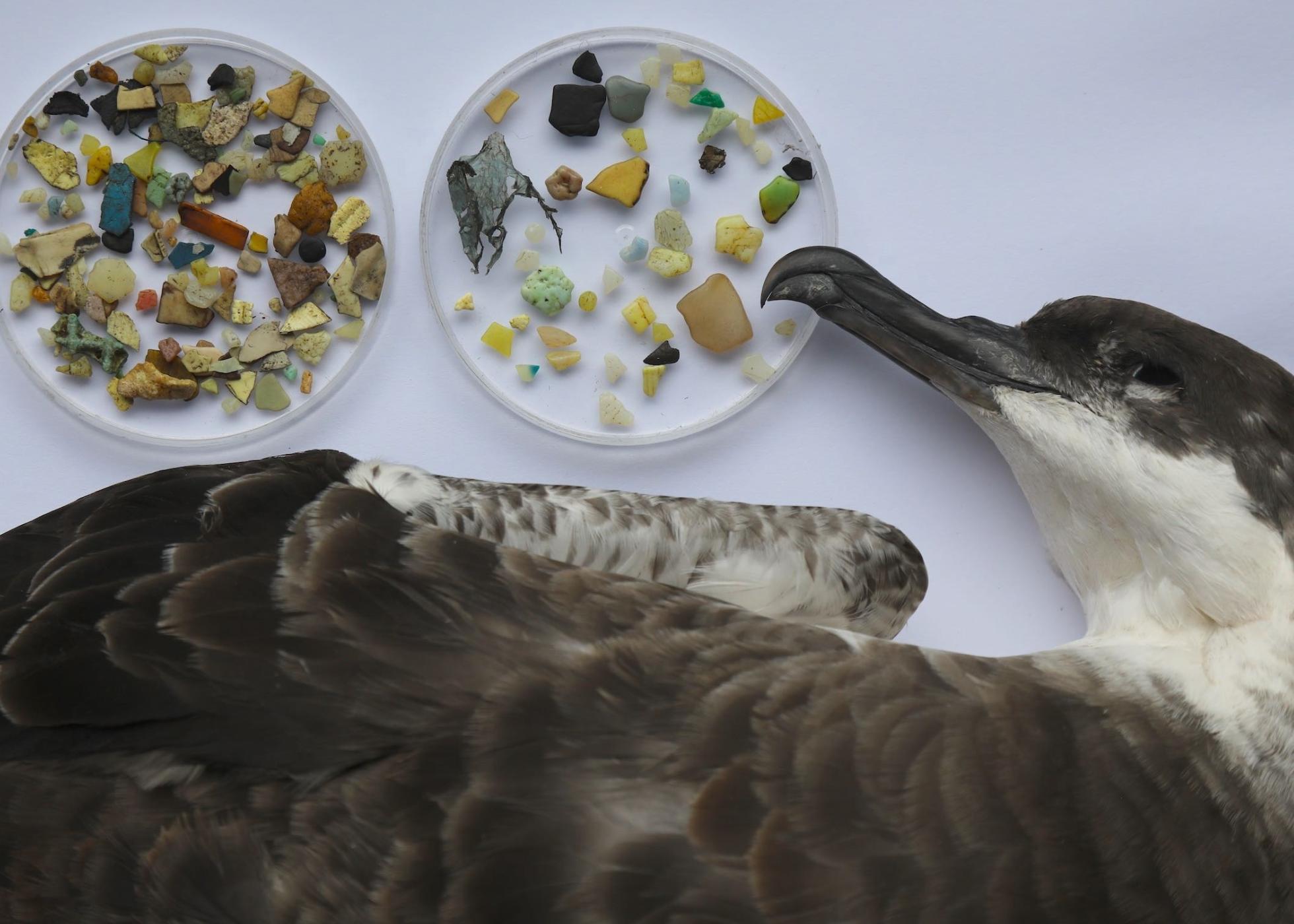 Mar de Plástico: Mediterrâneo é a Área do Mundo com Maior Risco para as Ameaçadas Aves Marinhas