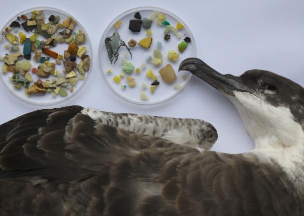 Mar de plástico: Mediterrâneo é a área do mundo com maior risco para as ameaçadas aves marinhas