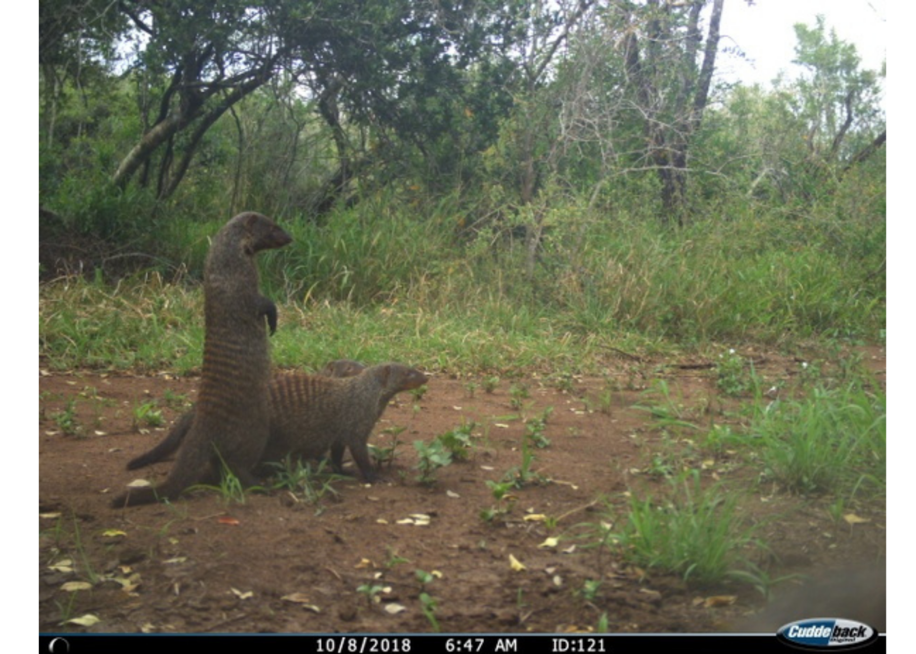 Modelos de gestão e conservação da vida selvagem na África do Sul não protegem os carnívoros de forma igual