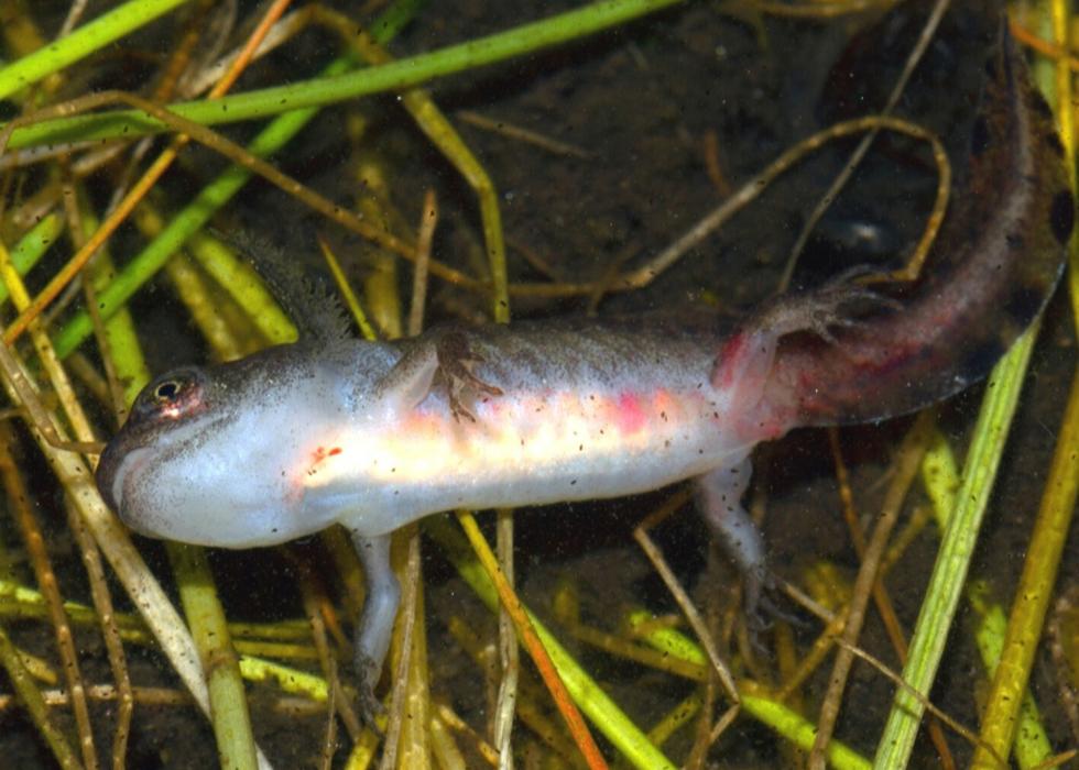 Peixes exóticos despertam vírus responsável pelo colapso dos anfíbios no Parque Nacional da Peneda-Gerês
