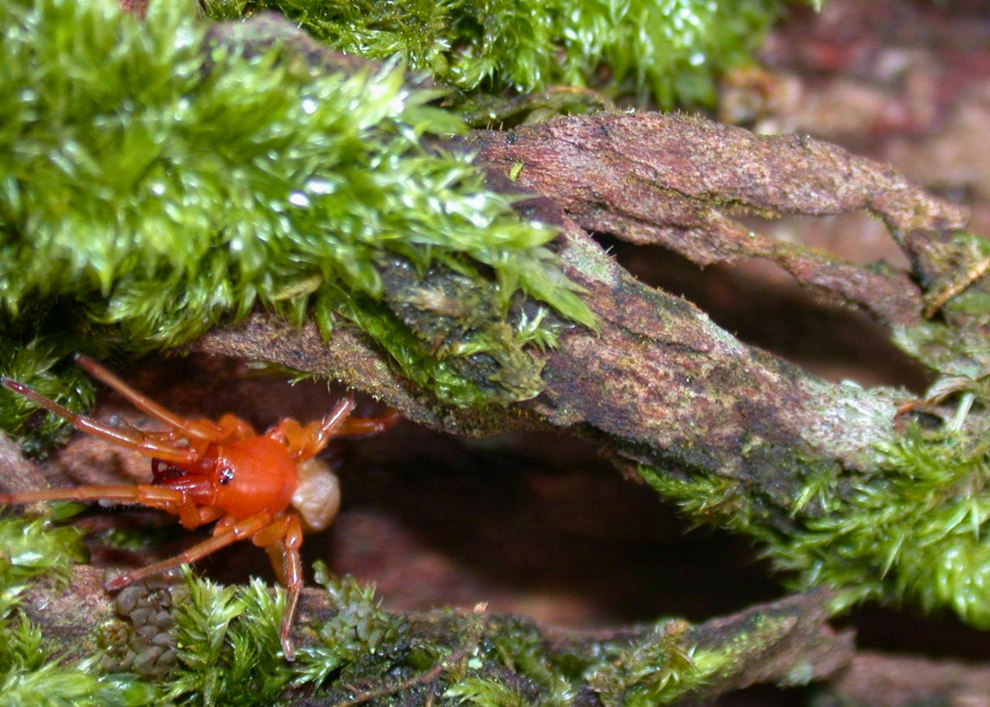 Ilhas de vida num mar de ameaças: biodiversidade única dos Açores em declínio devido às atividades humanas