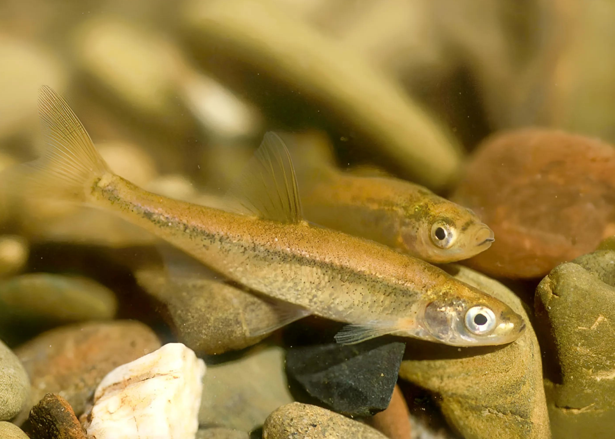 Cientistas portugueses e europeus unem-se em esforço sem paralelo para preservar a biodiversidade