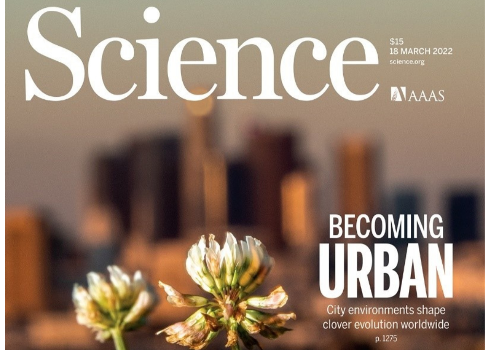 Estudo colaborativo, sem precedentes, na área da biologia evolutiva e ecologia urbana, mostra como a biodiversidade se está a adaptar aos ambientes urbanos