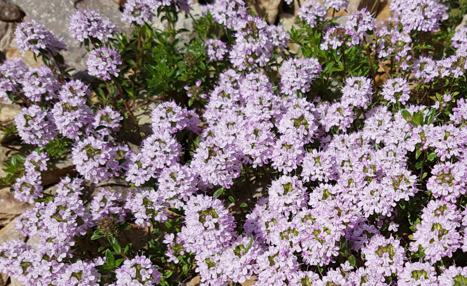 Espécie de planta aromática do género Thymus