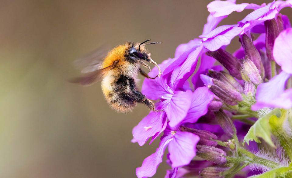 Monitoring pollinators 2023/2024