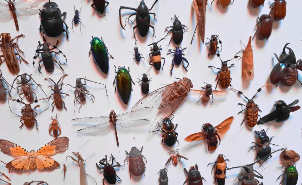 Advanced Course Entomology 2025