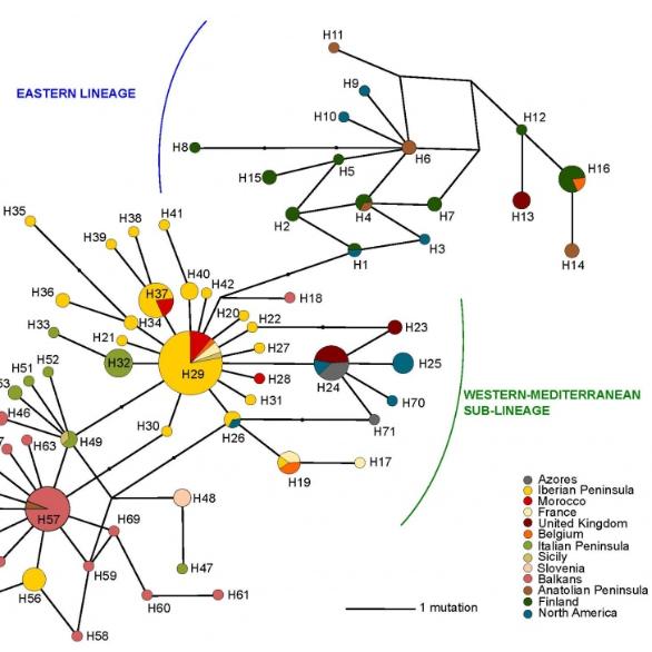 Practical Course on Phylogeography 18-19